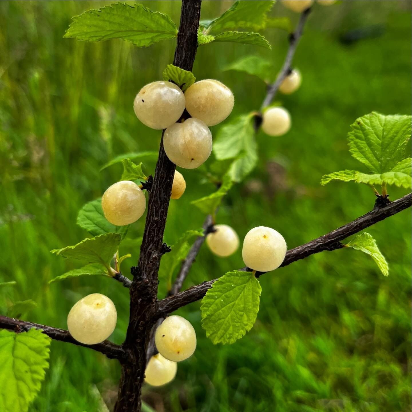 Gabe Nanking White Sweet Cherry Starter Bush/Plant Zones 20-24″ Tall