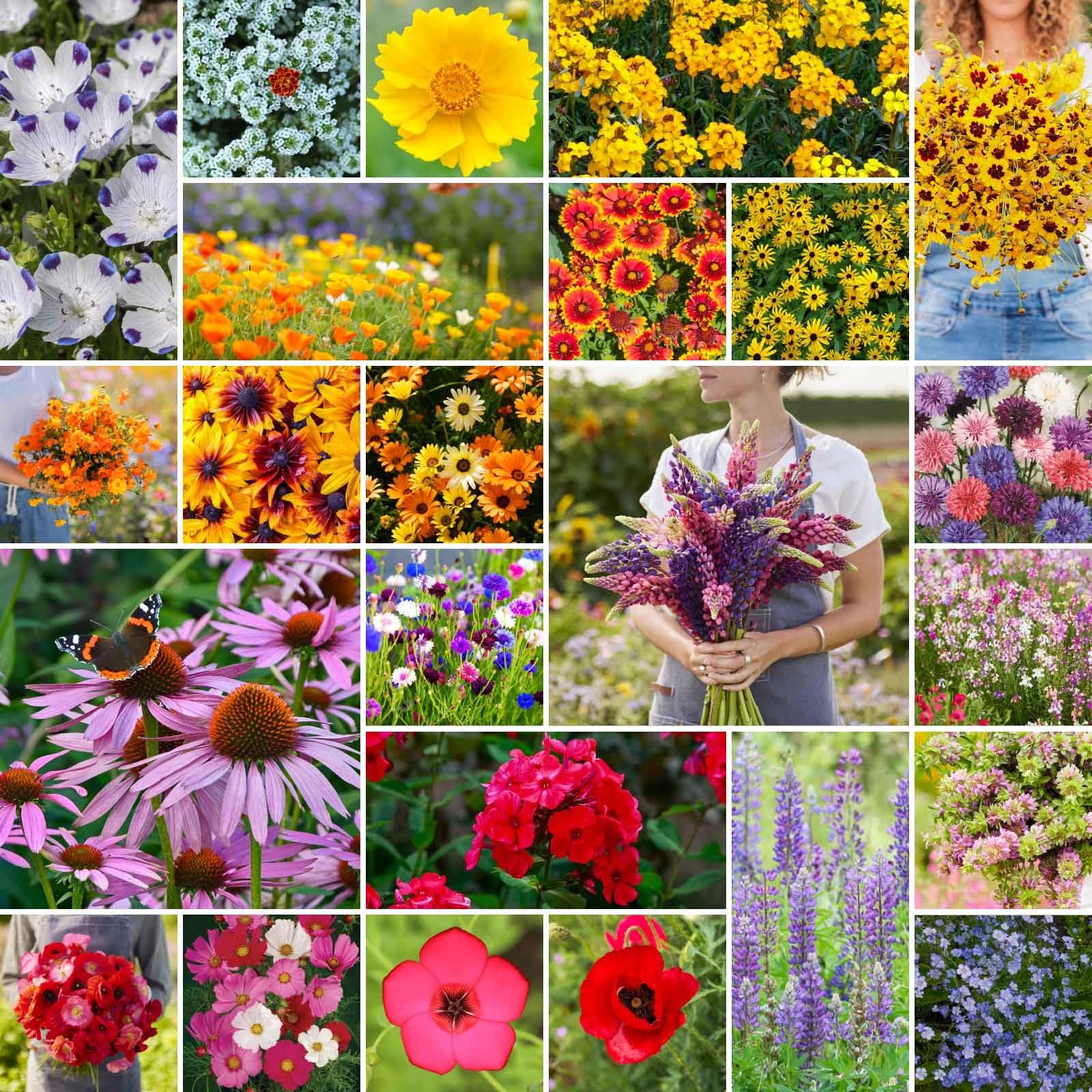 Southeast Wildflower Seed Mix, 1 lb, Attracts Pollinators, Zones 310