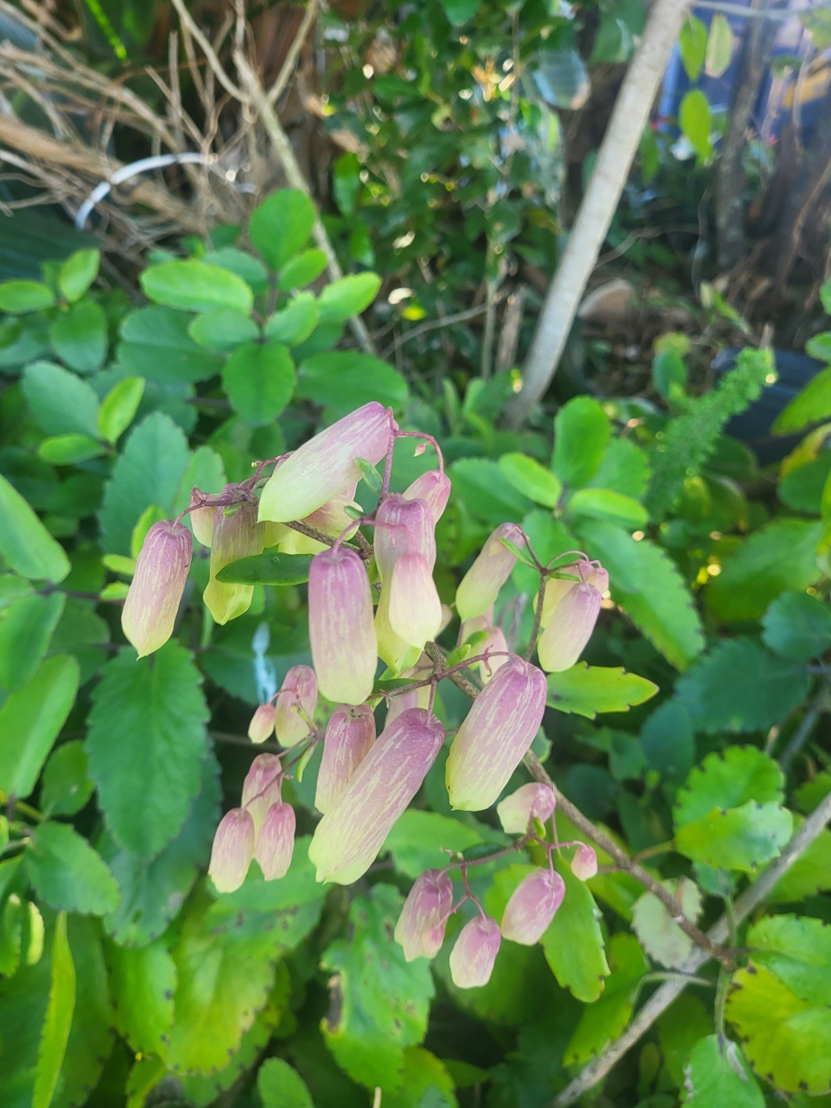 leaf of life plant-Miracle leaf- leaves/Plants/Flowers