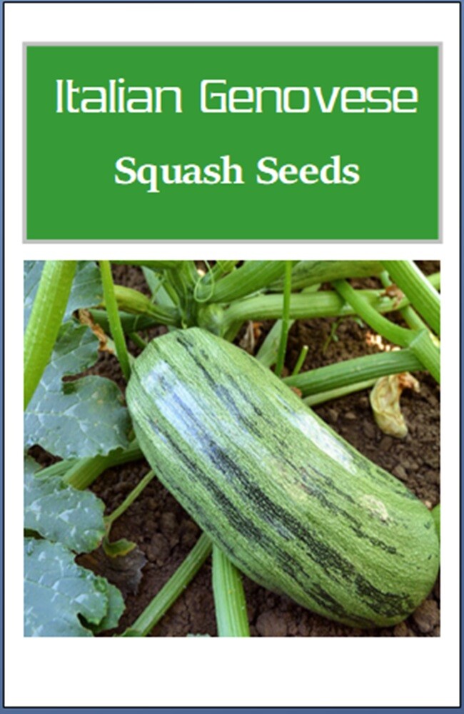 Italian Genovese Squash Seeds | NON-GMO | Heirloom | Fresh Garden Seeds