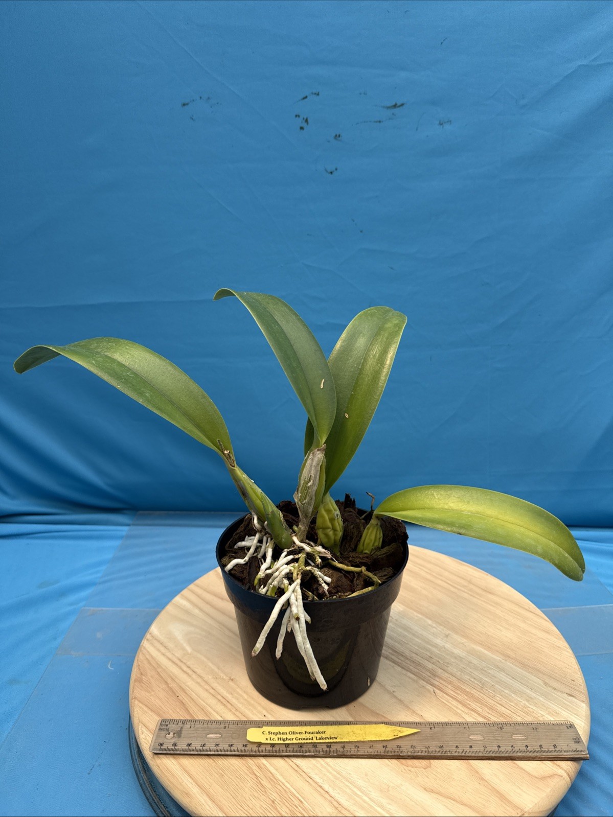 Cattleya Stephen Oliver X Lc Higher Ground Purple White Exact Orchid Eros 7” Pot