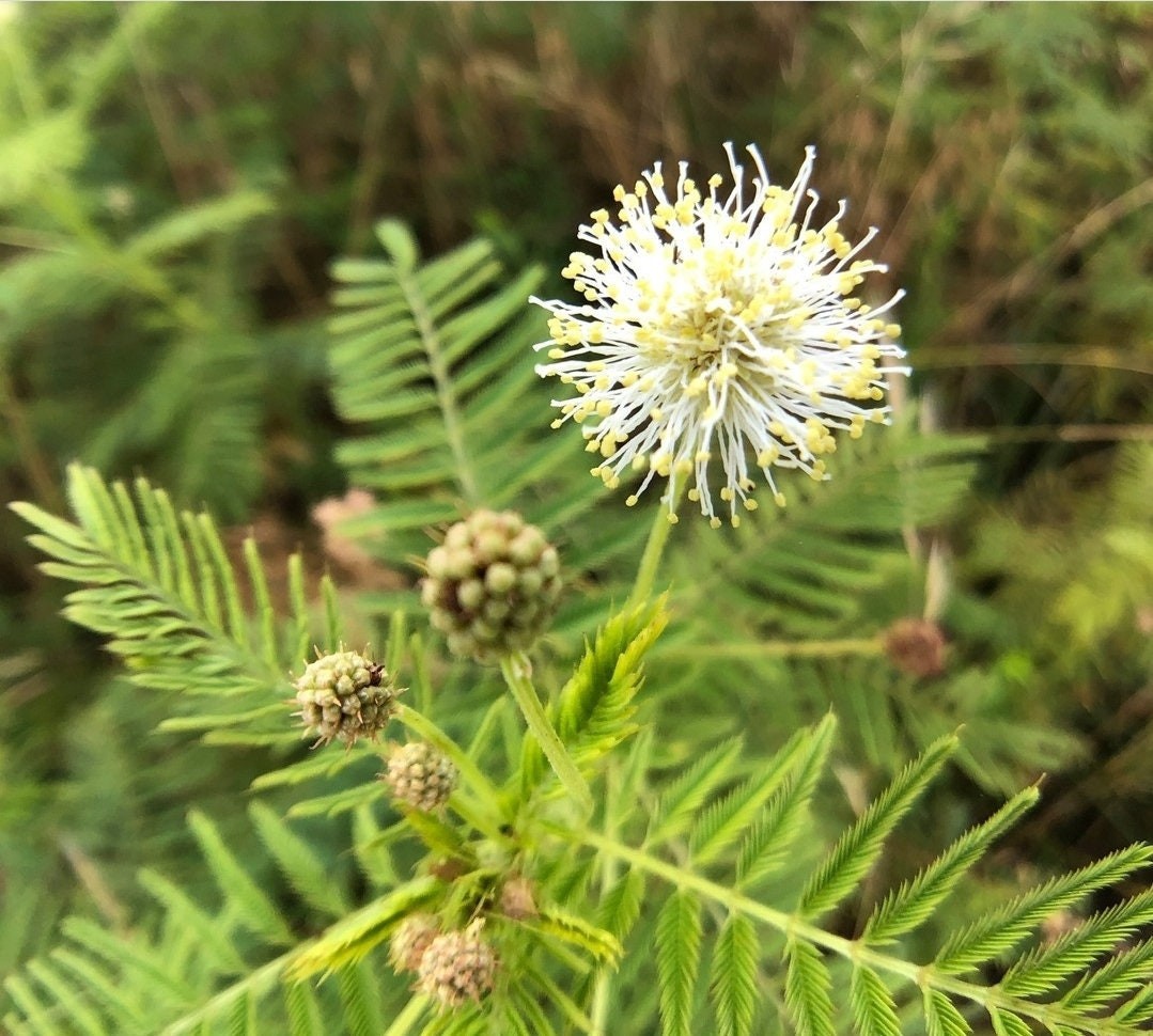 Illinois Bundleflower (Desmanthus illinoensis) Flower 50 Seeds Free Shipping!