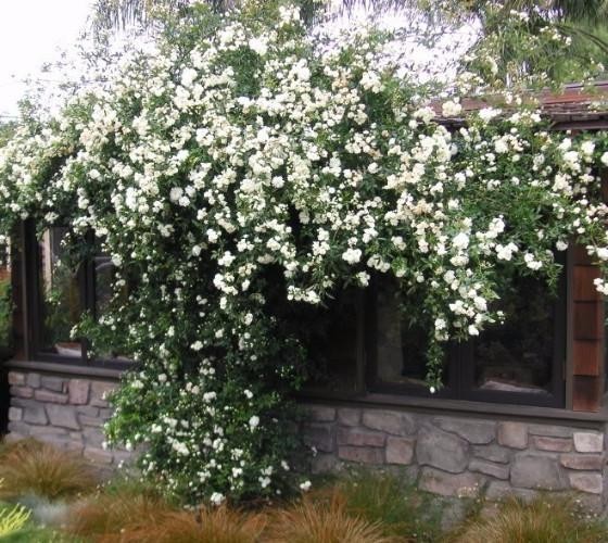 White Lady Banks Climbing Rose – Live Plant – 3 Gallon Pot