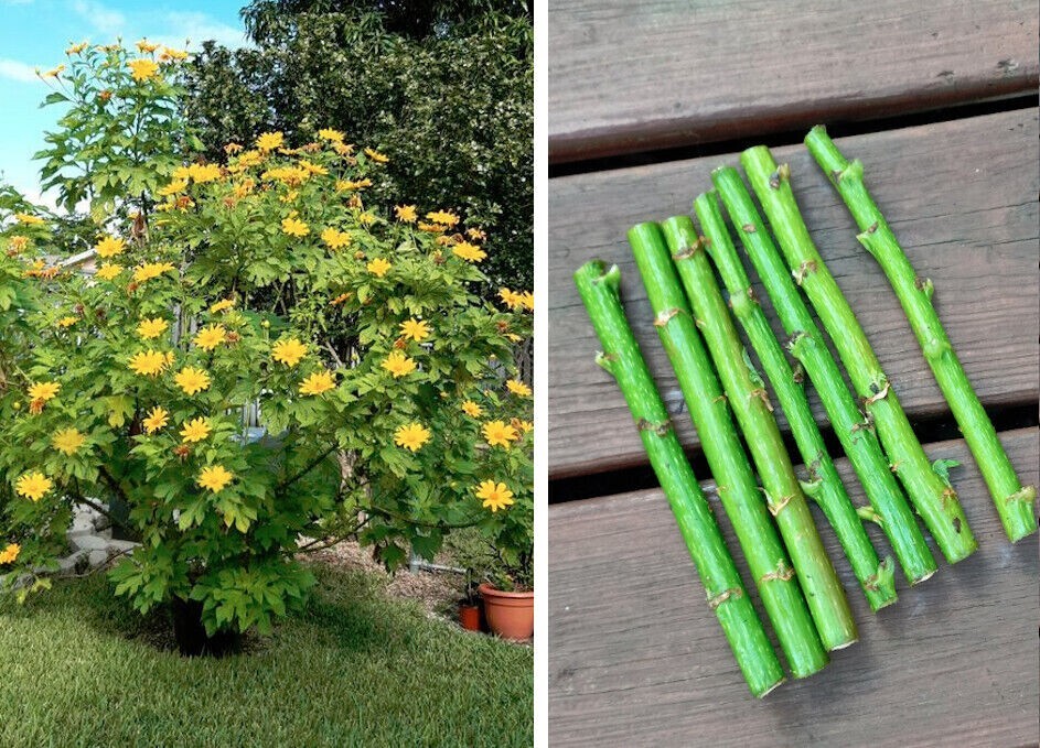 Bolivian Sunflower Mexican Tree Daisy Perennial Tithonia diversifolia – Cuttings