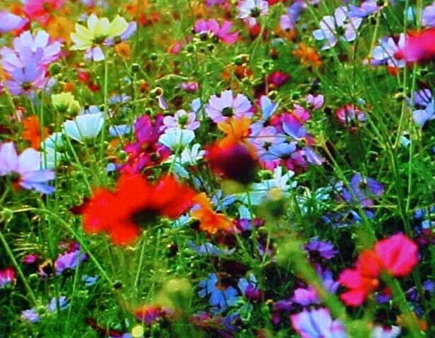 1/32 LB (1/2-OUNCE) FALL PERENNIAL 25-VARIEY MIXTURE OF WILD FLOWER SEEDS