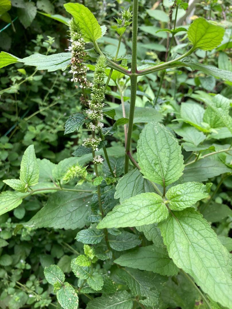 * Green Spearmint * 100 + SEEDS USA Home Grown