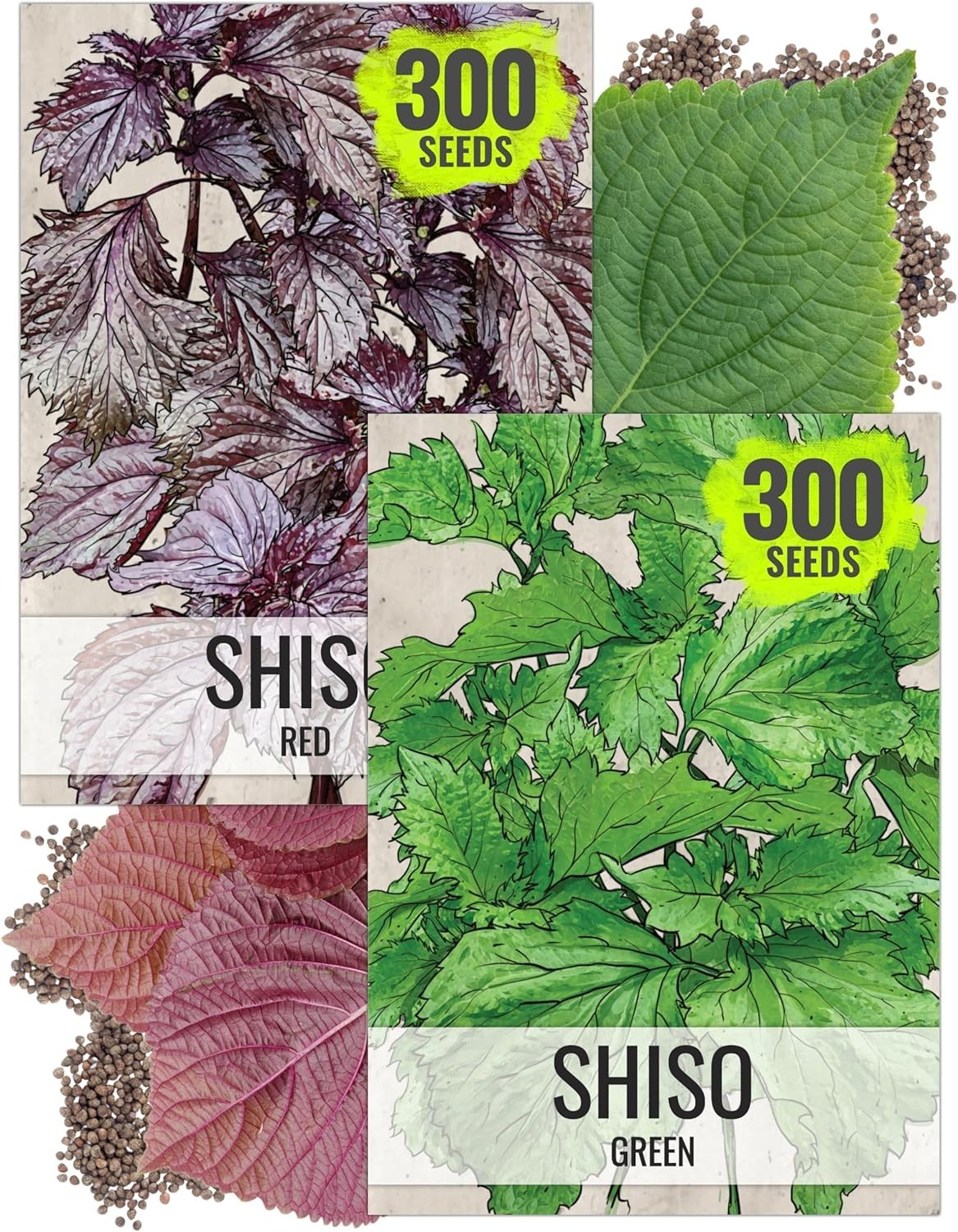 Seed Needs Shiso Green & Red Seed Packet Collection – 2 Individual Seed Packets
