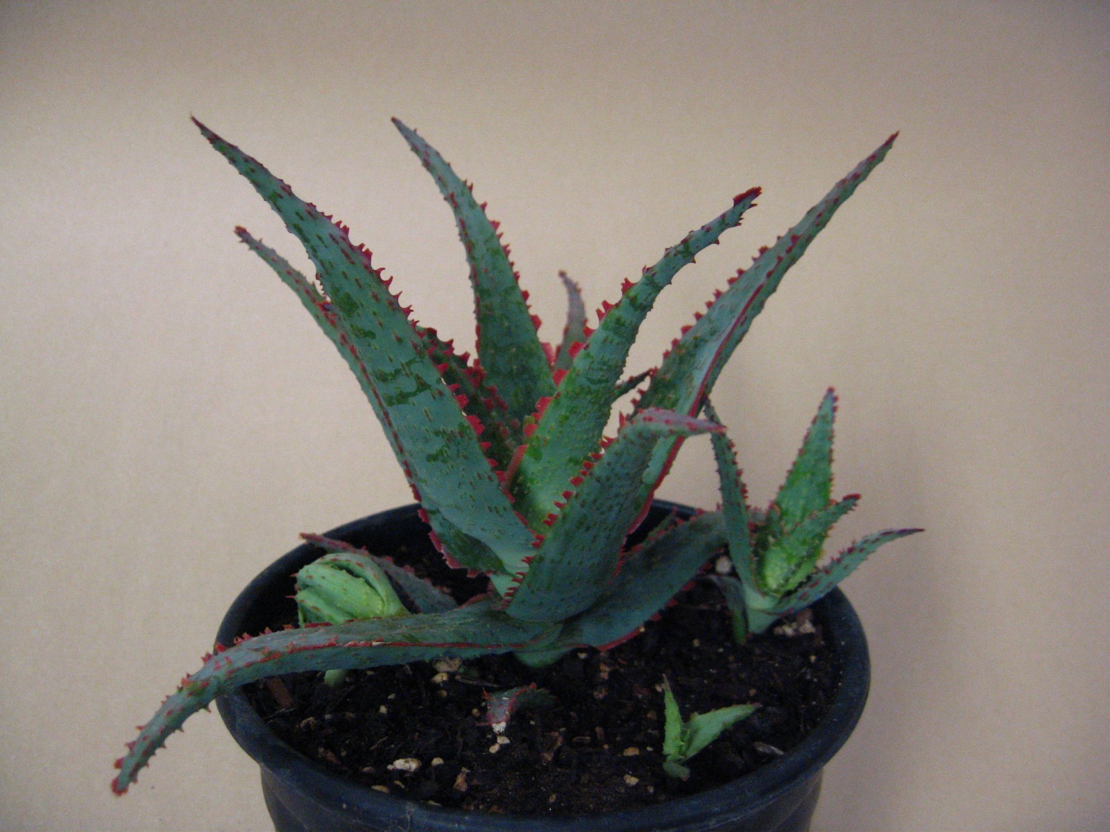 Aloe “Dracula’s Blood” Hybrid — Rare Succulent With 4 Offsets SUMMER SALE!!