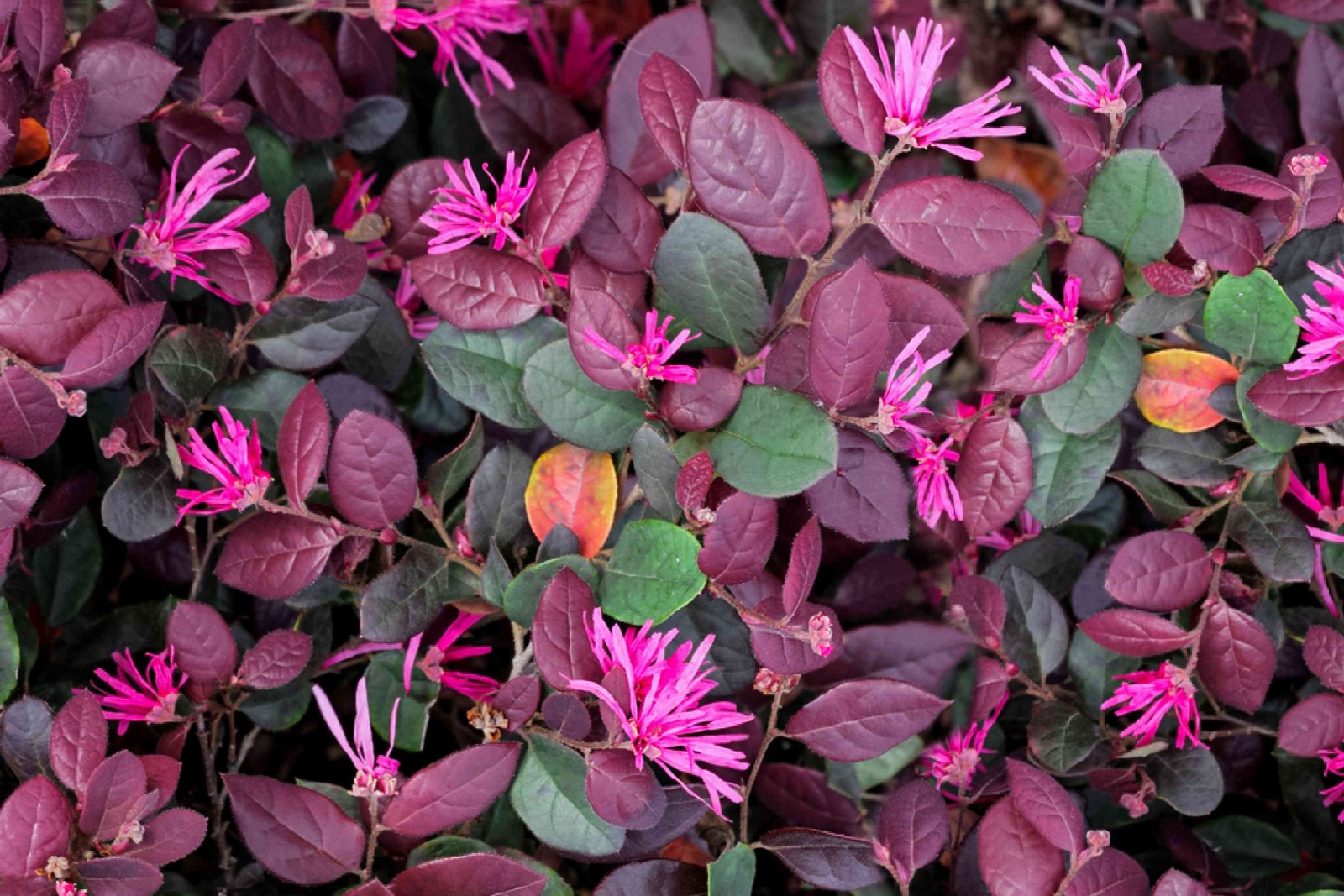 CHINESE FRINGE LOROPETALUM CHINENSE RUBY LIVE PLANT 12+ INCHES