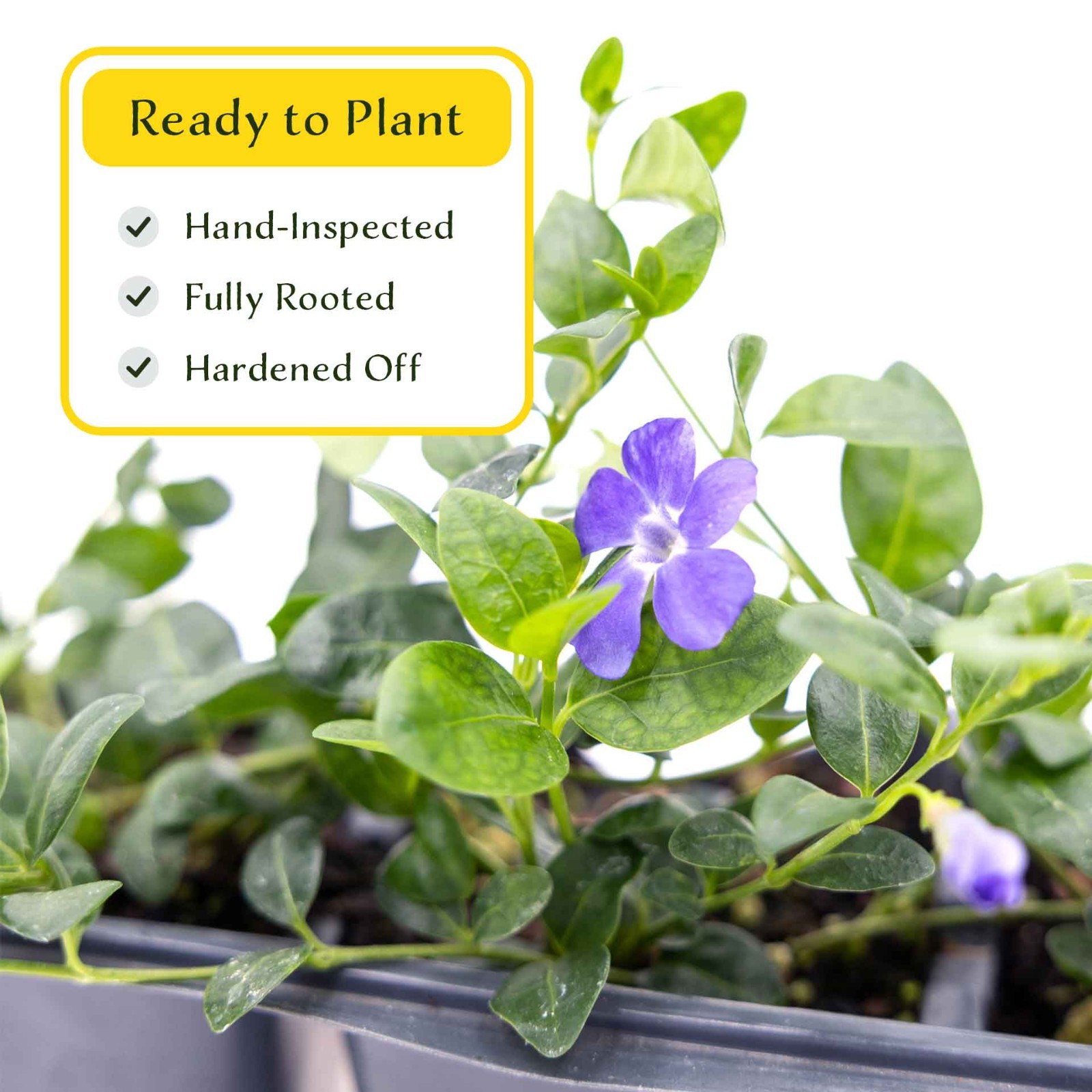 3 Common Blue Periwinkle Plants in 2.5″ Cubes | Flowering Groundcover (Vinca)