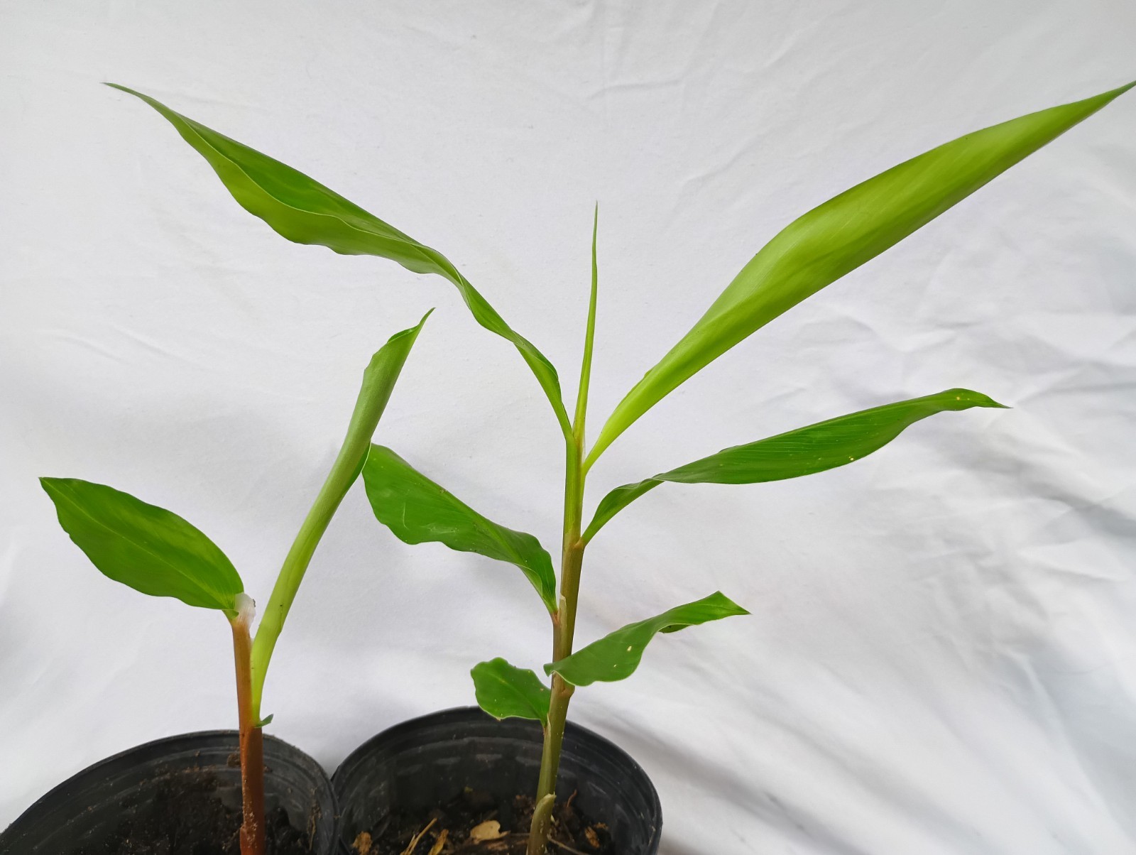 2 Shampoo Ginger Plants (Z. zerumbit) 6-12″ Tall Awapuhi Well Rooted Plants