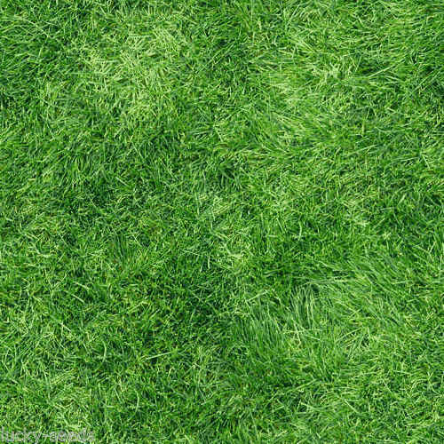 Pensacola Bahia Grass Seed “Premium Grade” – 2 Lbs.