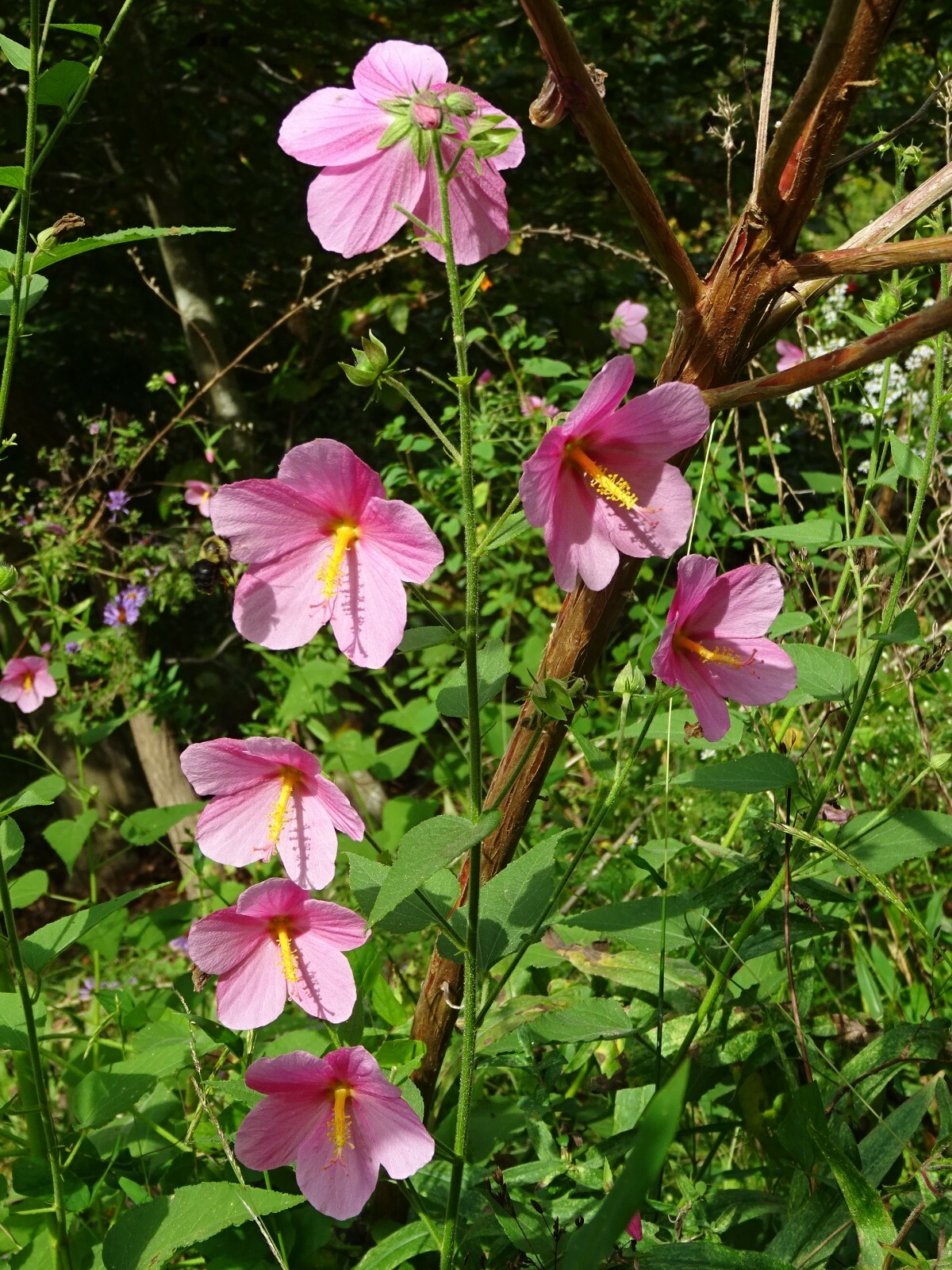 Pink Mallow Kosteletzkya virginica Native Perennial Wildflower 25 seeds from2023