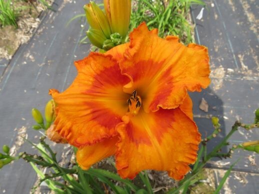 Daylily Seed Hemerocallis Hybrids 50 Mixed Lot Seeds