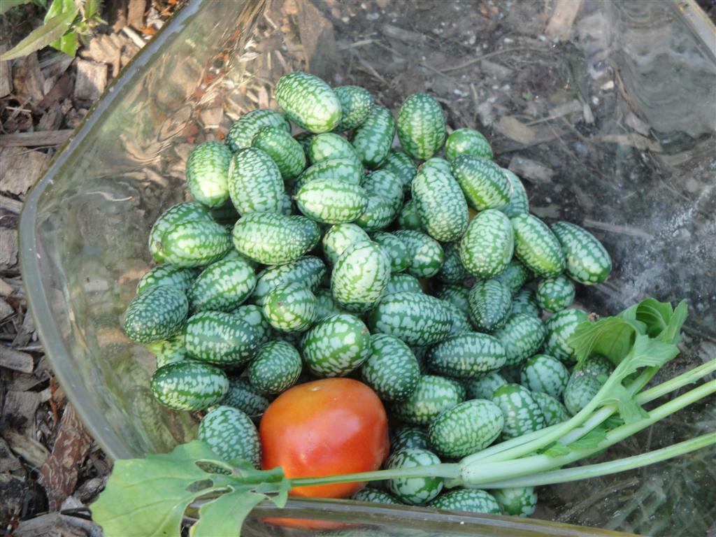 20+MOUSE MELON Vegetable Seeds Mexican Sour Gherkin Cucumber Organic Container
