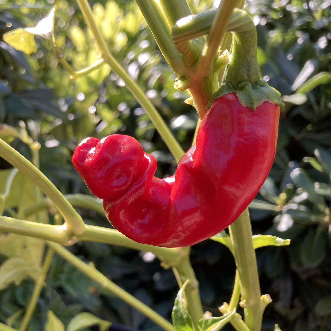 Peter Pepper Heirloom Hot pepper non GMO 10 Seeds Free Shipping!