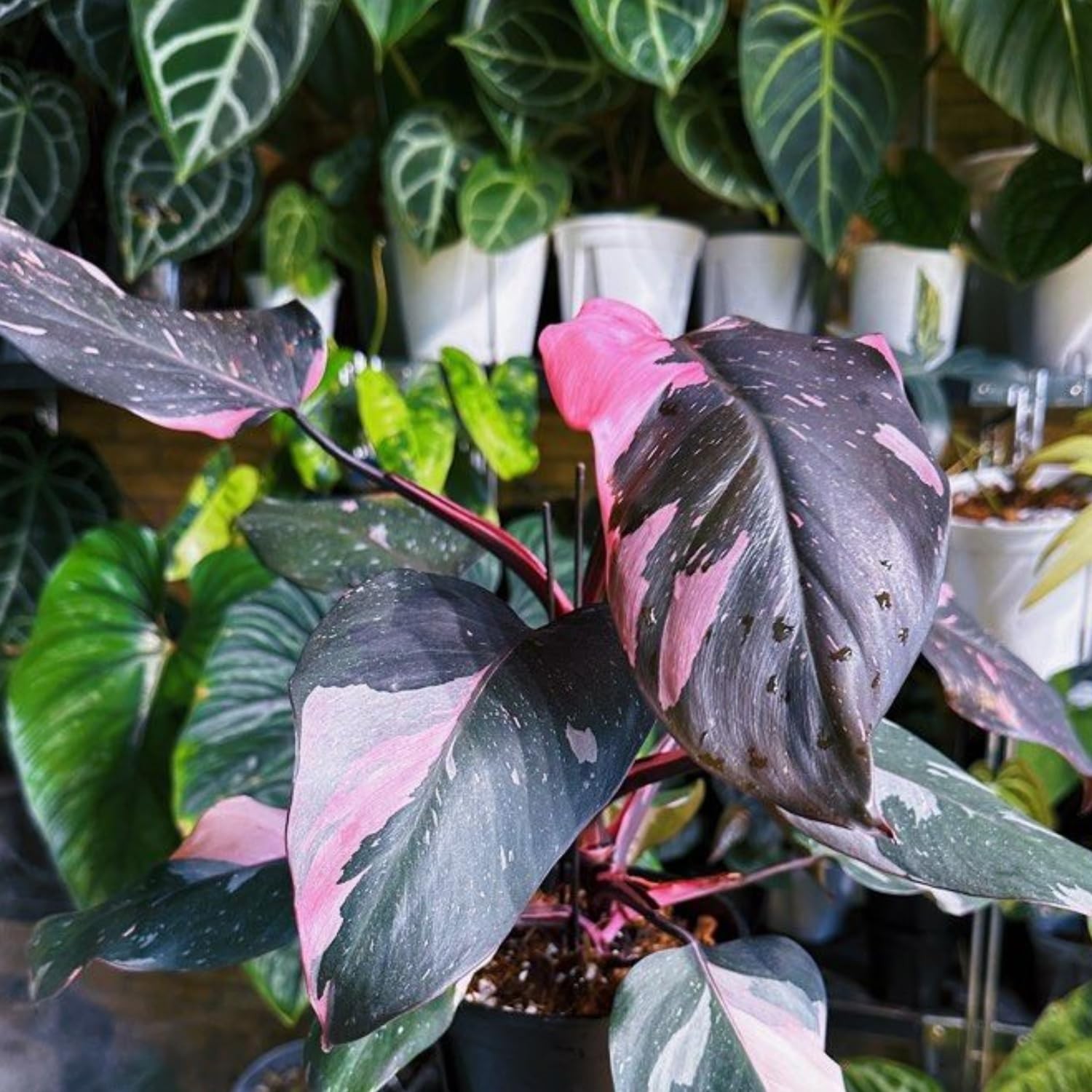 2 Pink Philodendron Plants, Variegated Leaf Houseplant