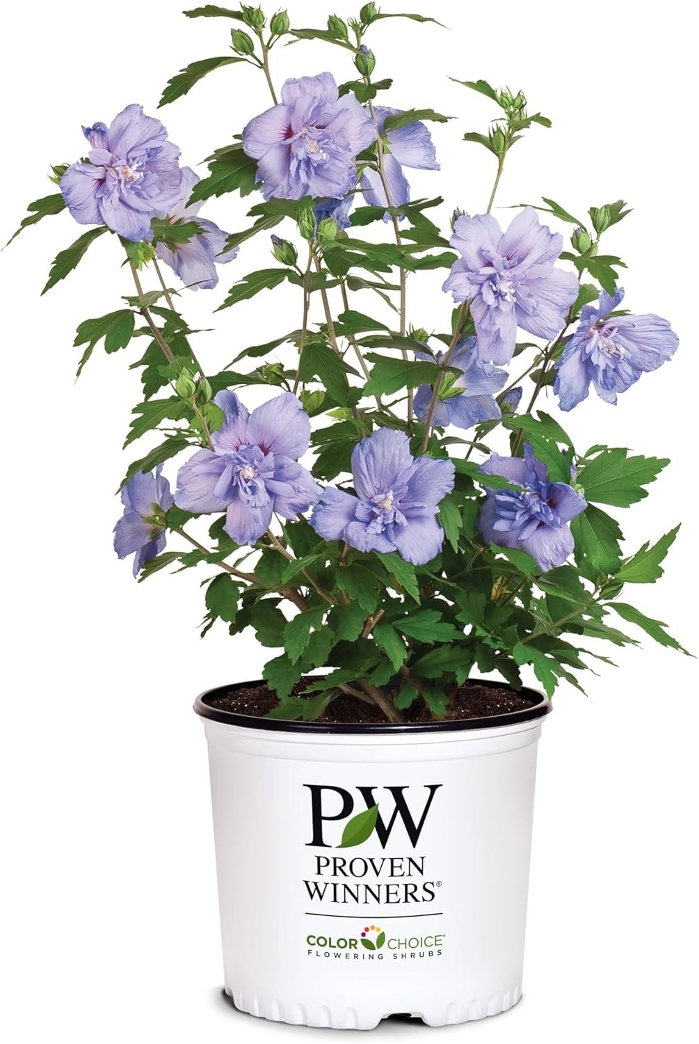 Stunning 2 Gal. Blue Chiffon Rose of Sharon Hibiscus – Organic Shrub for Gardens