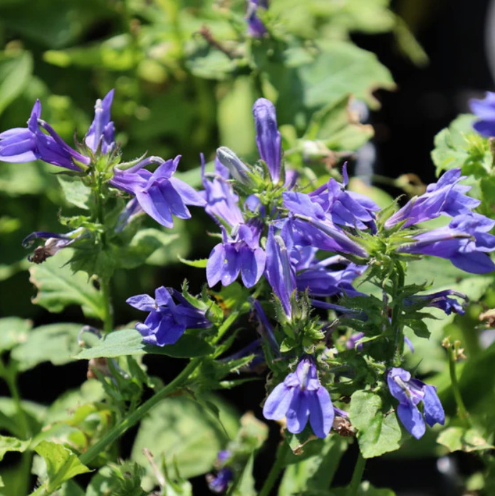 Blue Lobelia Live Plant – 2-5″ Tall – 3″ Pot – Compact Blue Flowering Plant