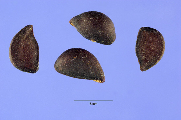 Chinese Pear, (Ussurian Pear), Pyrus ussuriensis, Tree Seeds (Fast, Edible)