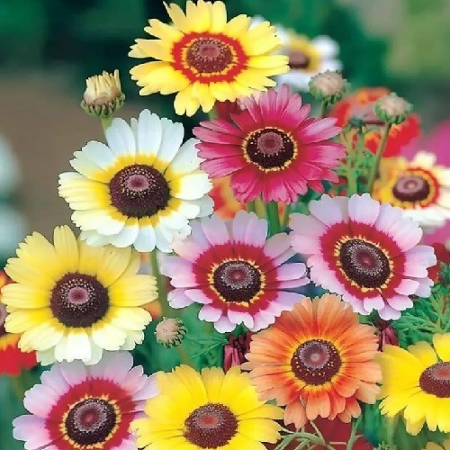 Bulk Painted Daisy Seeds Heirloom Tanacetum coccineum Classic Garden Perennial