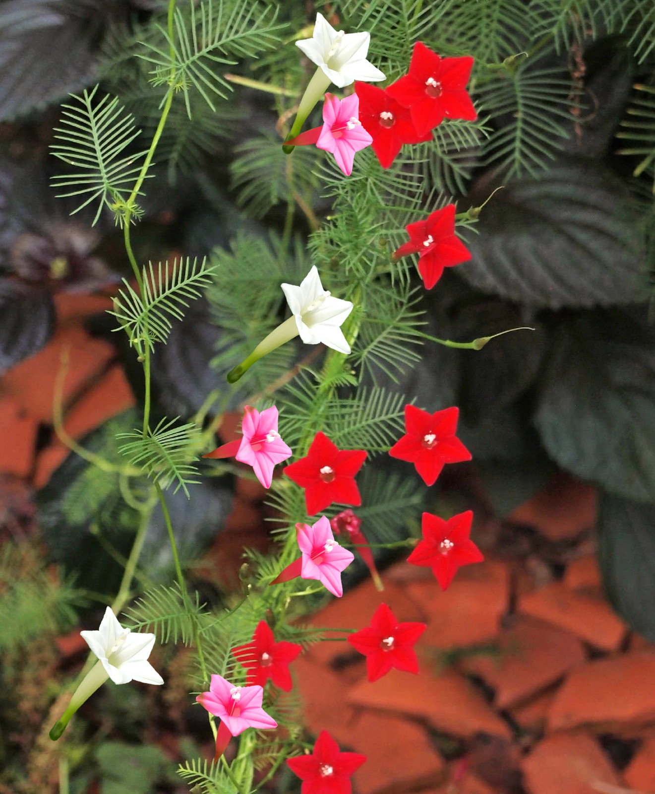 Mixed Colors Cypress Vine Seeds – For 2025 Planting Ipomoea Quamoclit Cardinal