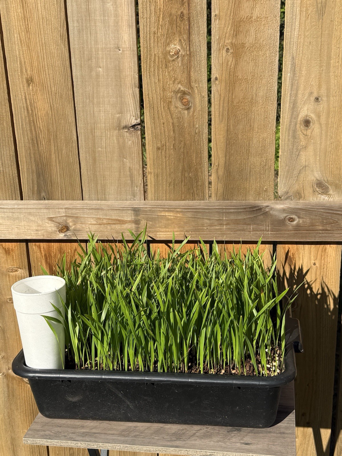 20 Mexican Fan Palm Tree Seedlings 5-8” Washingtonia Robusta