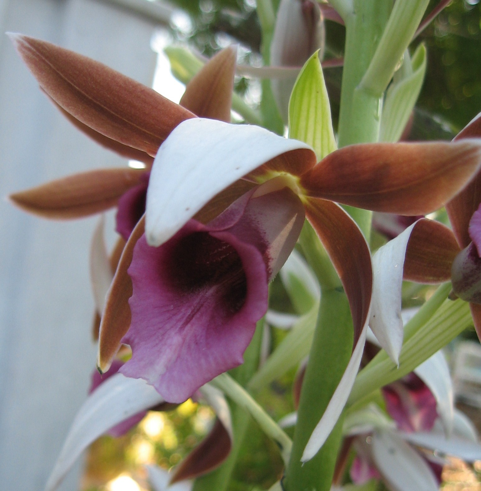 Nun Orchid Tropical Shade Garden Live Plant Unusual Pink Brown Bloom Starter