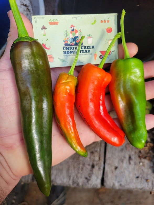 Numex 6-4 Heritage Hatch 25 Pepper Seeds 1,500+ Scoville SHU Mild Chili