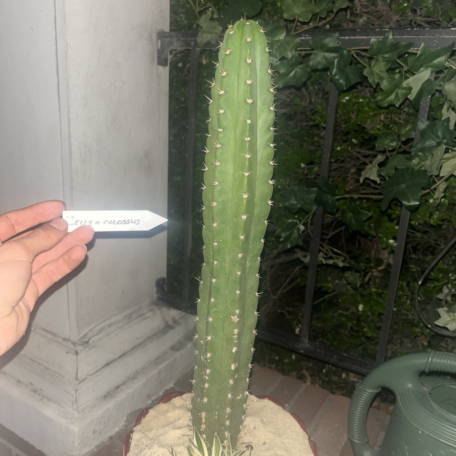 Euly x Colossus, Green Potted Draught Resistant, Arid Climate, Full Sun, Thorns