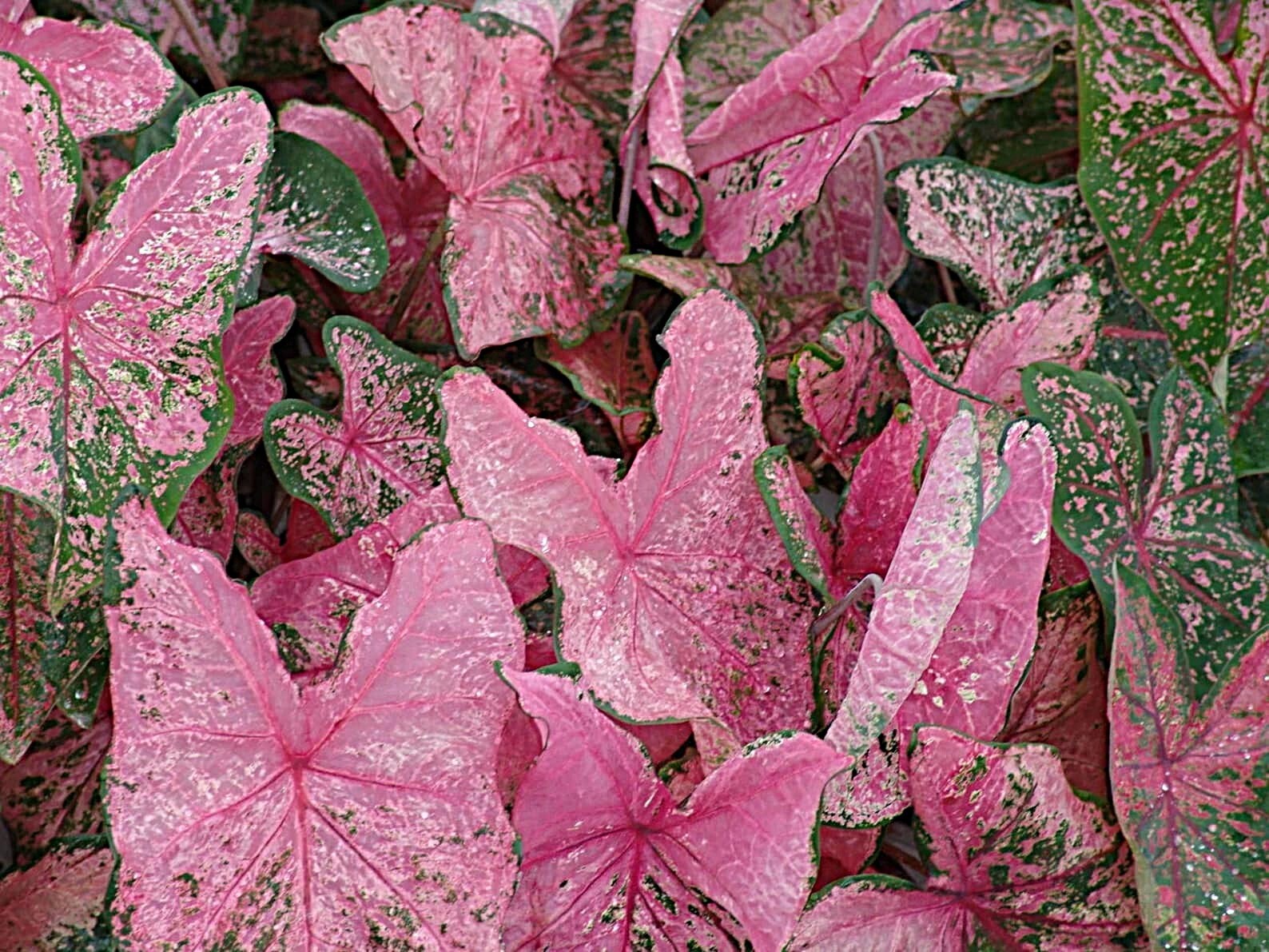 Caladium ”Pink Beauty” Size#2(2 bulbs) (You get 2 bulbs)