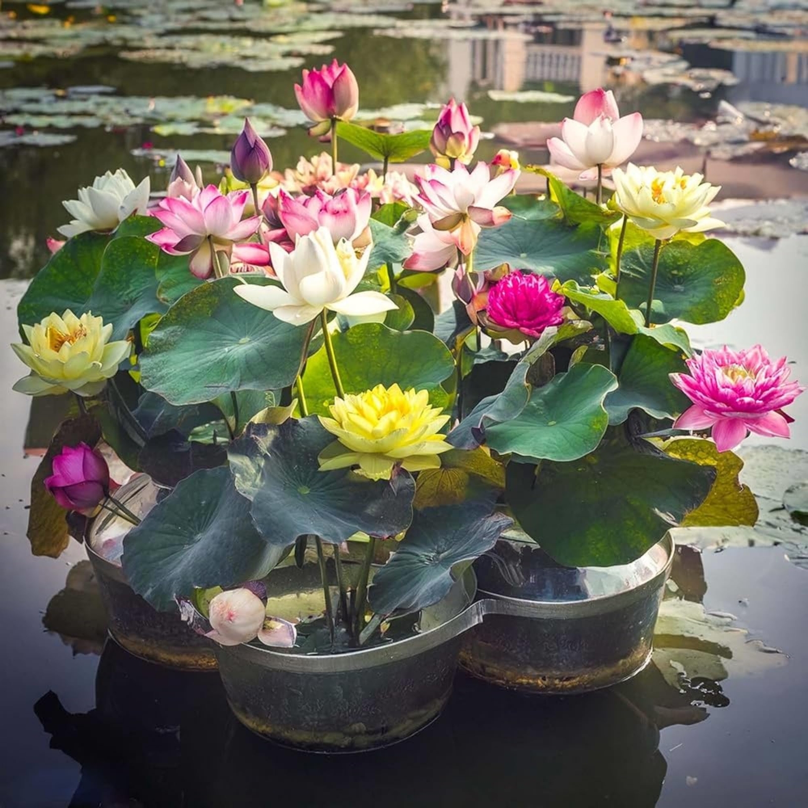35 Pcs Lotus Seeds for Planting Bowl Lotus Seeds, Water Lily Flower Plants