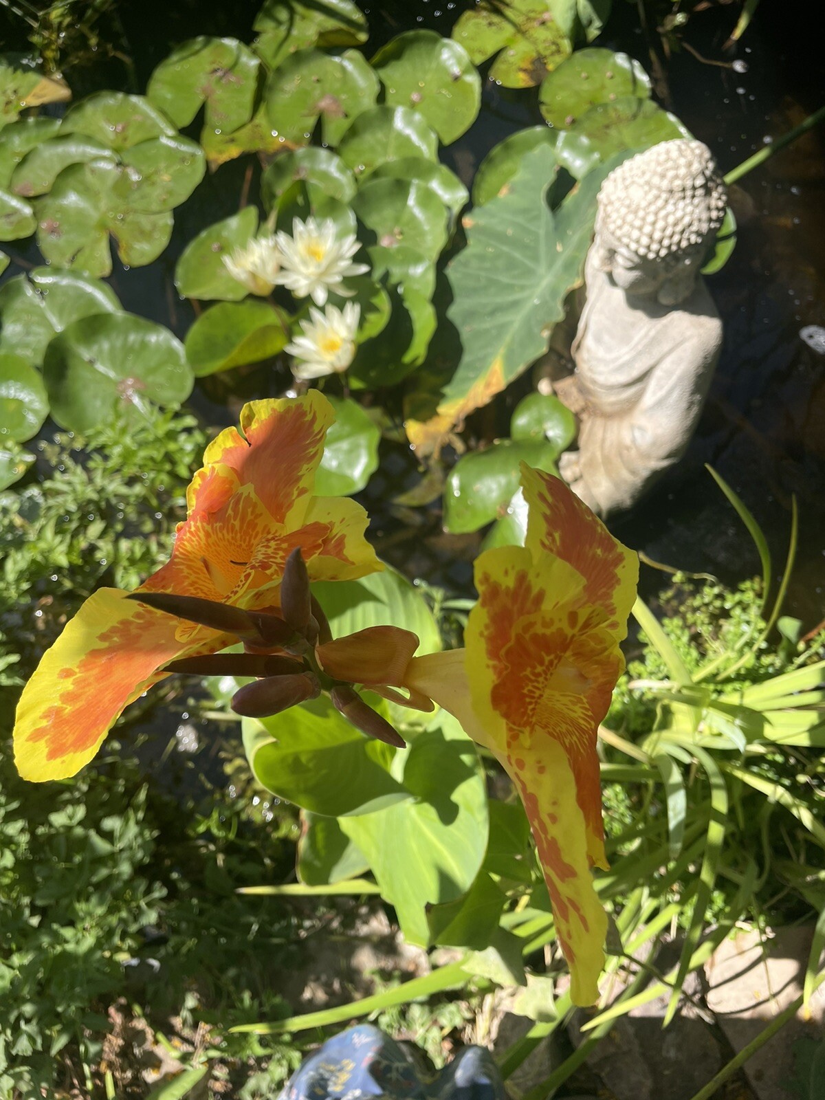 2 Orange /yellow Canna Lily King Humbert bog pond plant (not just a rhizome)