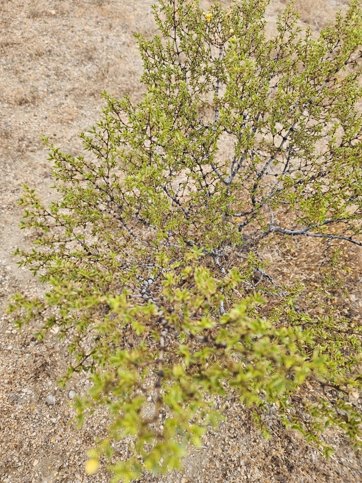 Creosote Bush (Larrea tridentata) Fresh picked branches, 3 lbs; [Farmed]