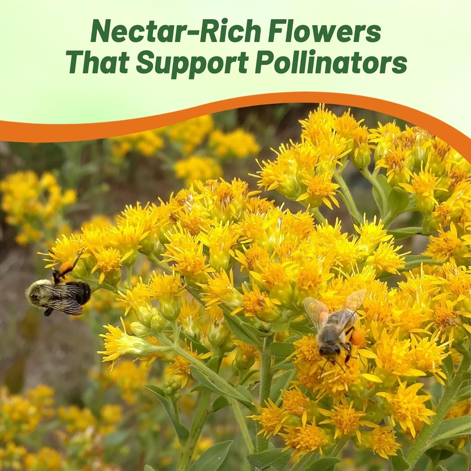 10000 Seeds Yellow Solidago Seeds For Planting – Goldenrod Flower Seed