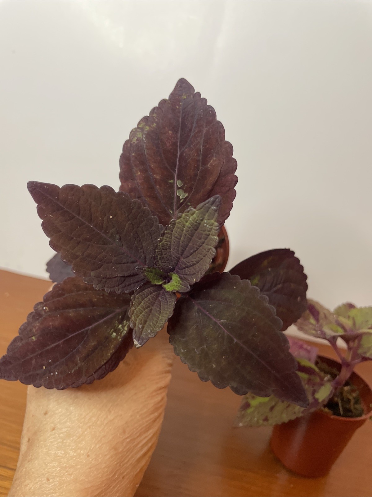 Coleus 2 Live Plants Marble Mania, Chocolate Green Red Dark Purple