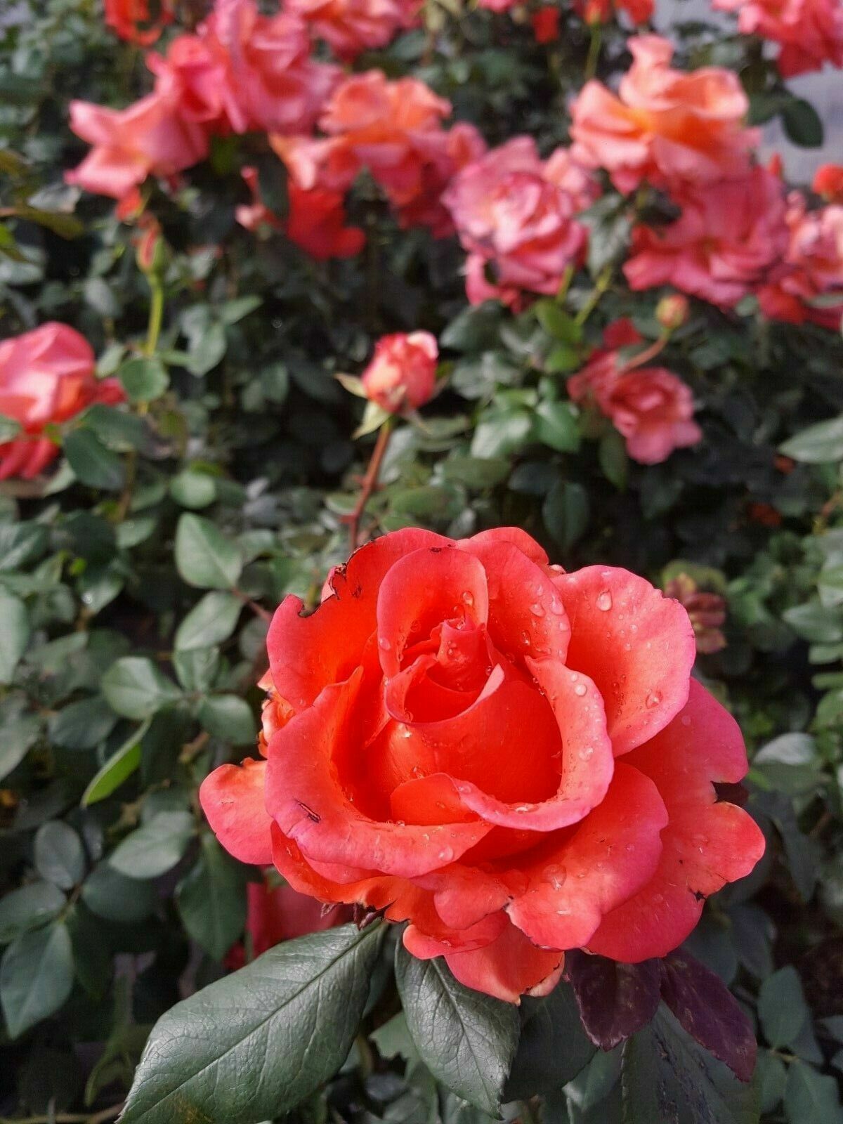 Ring of Fire 3 Gal. Live Bush Plant Hybrid Tea Rose Plants Fine Roses Landscape