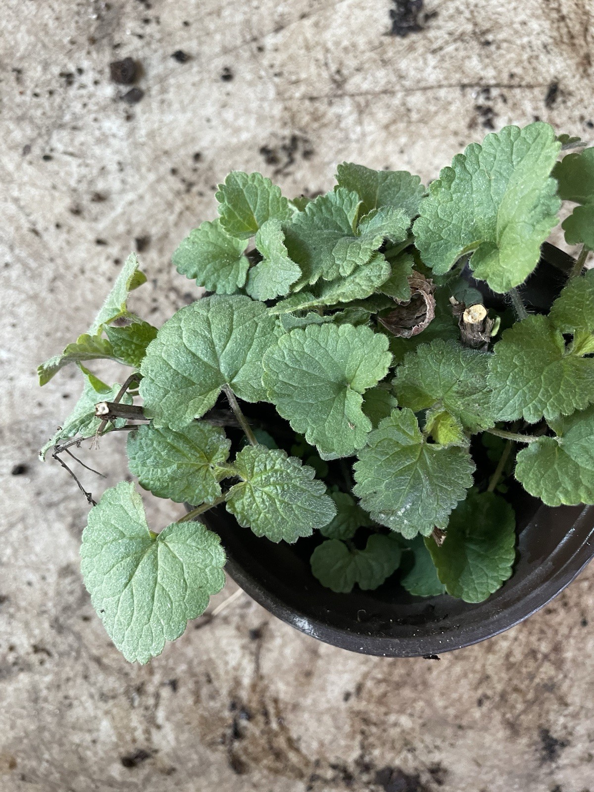Agastache rugosa, Korean Mint, Huo Xiang, Purple Giant Hyssop, Indian Mint