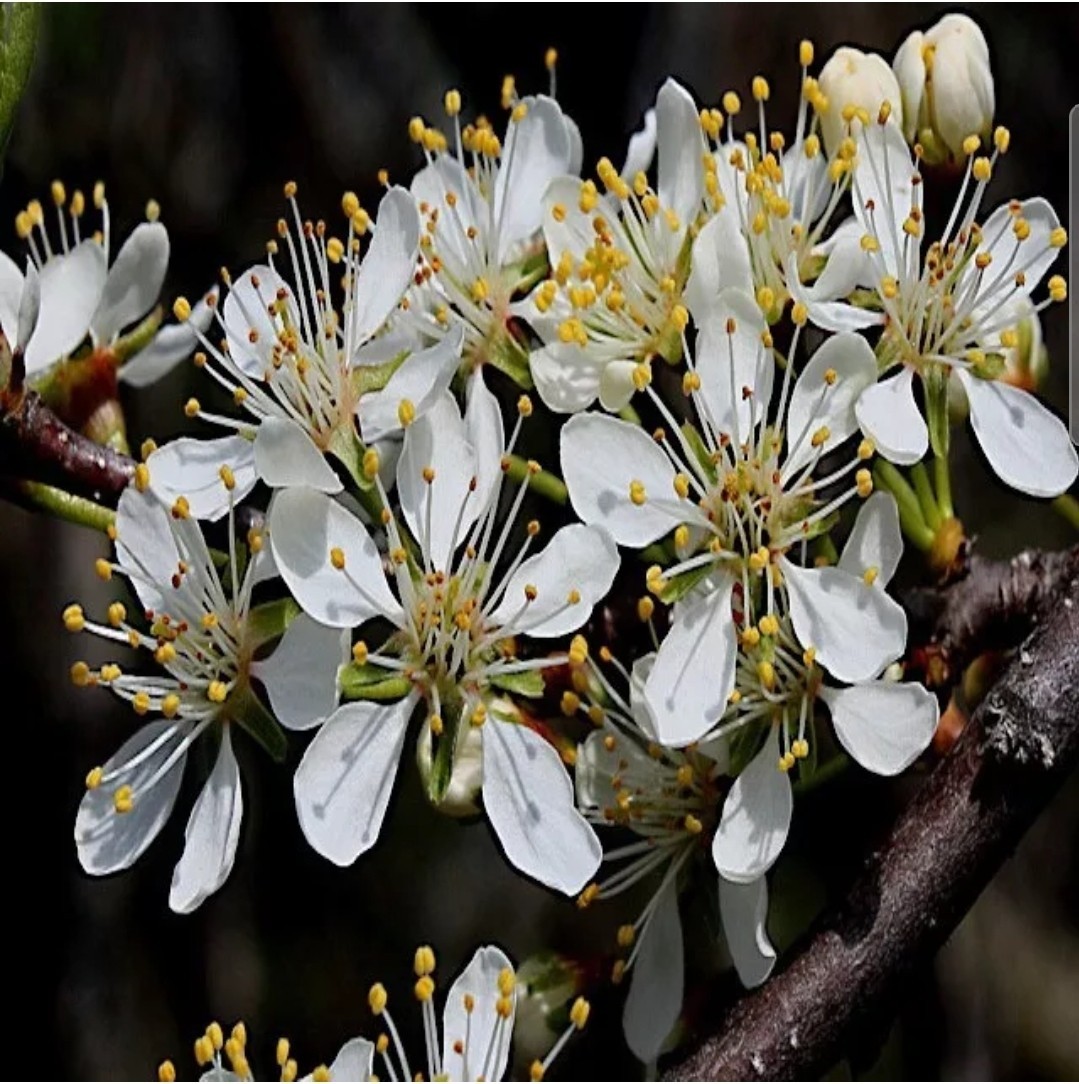 10 AMERICAN PLUM TREE SEEDS (Prunus americana) Fast Flower Plant Hardy-Zone 3