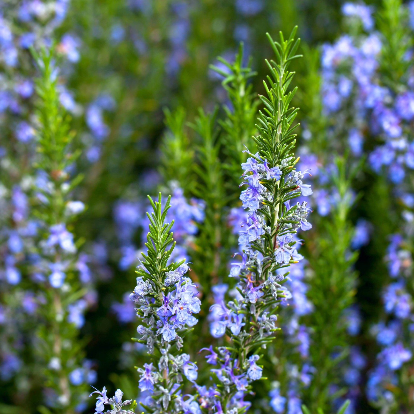 Rosemary Blue 2 Potted Plants – Rooted in Quart Pots, Easy to Grow