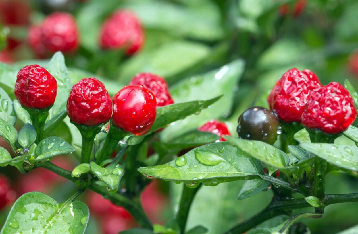 20 Classic Fresh Hot Chiltepin Premium Pepper Seeds-A 19