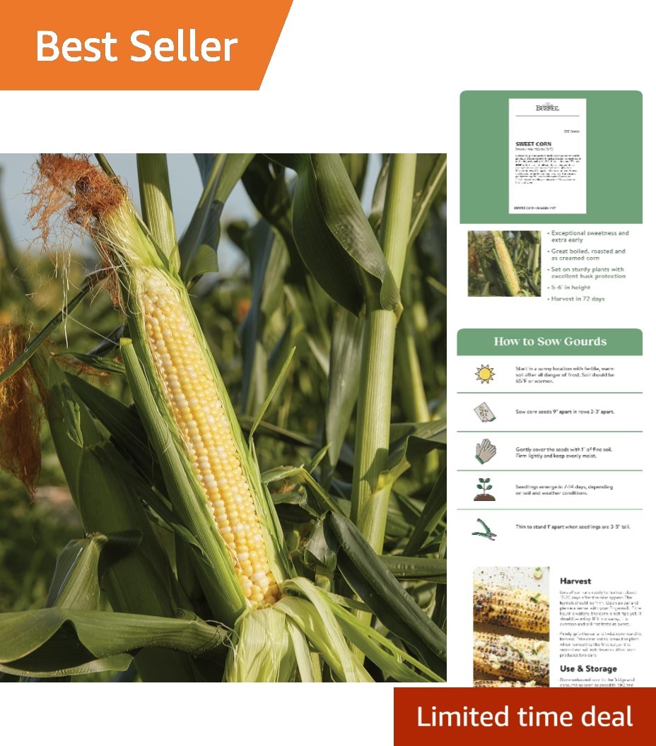 Tender Sweetness Corn Seeds – 200 Seeds with High Germination Rate & Easy Care