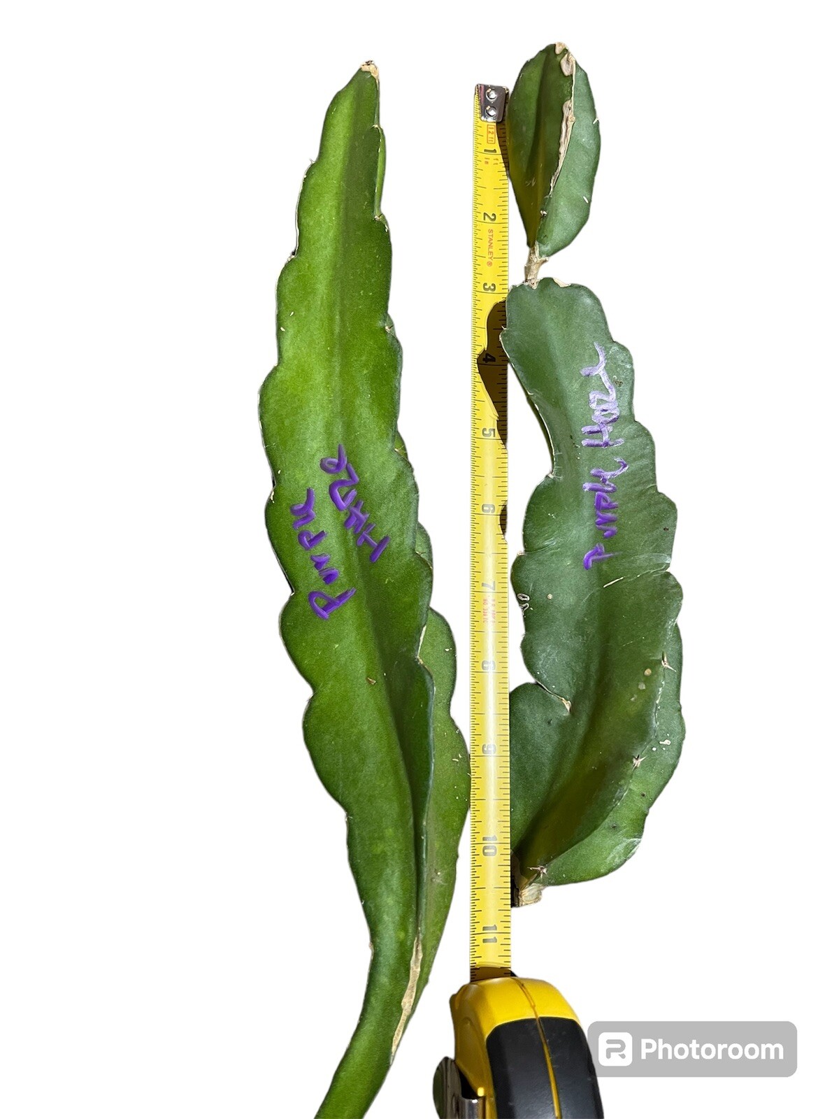 Purple Haze Dragon Fruit Cutting (8-12 Inches Long)