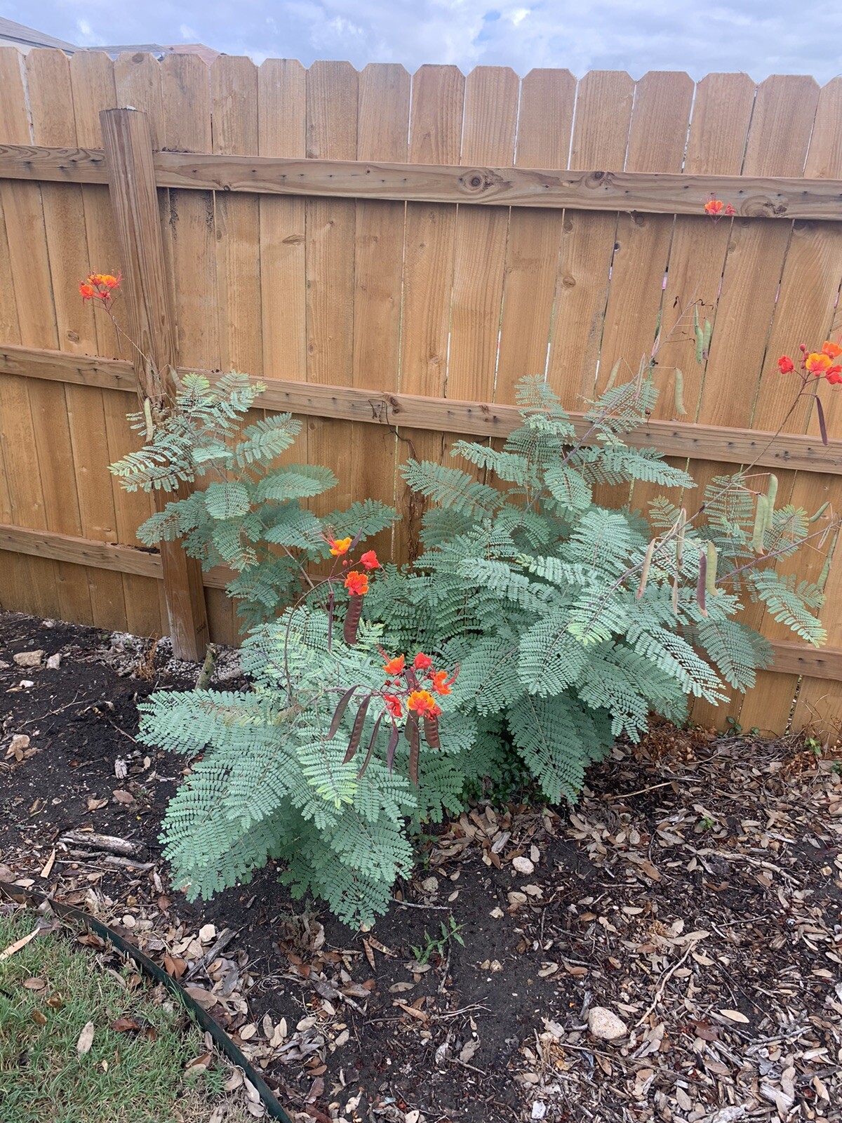 Pride of Barbados  15 seeds
