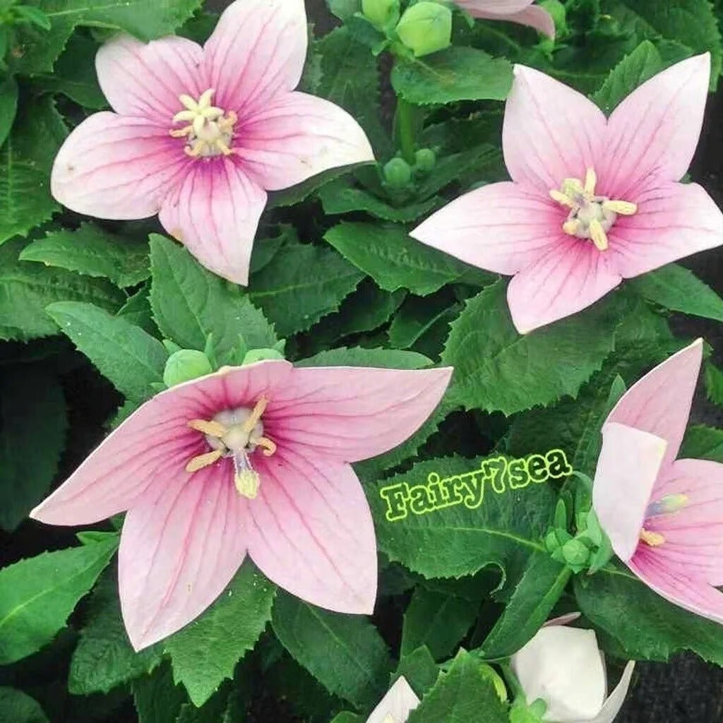 Balloon Flower Seeds – Platycodon Grandiflorus – Rose Balloon Flower