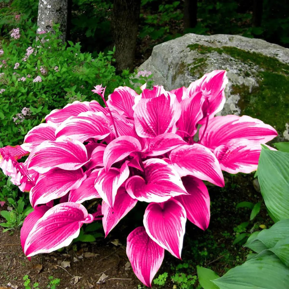 220+ Mixed Color Hosta Seeds for Planting – Hostas Seeds Rare Perennial Flower