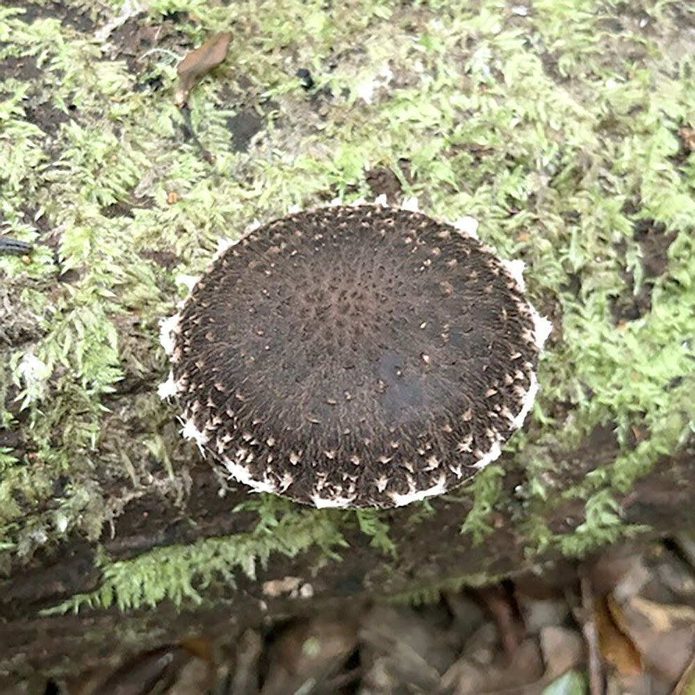 New Zealand Shiitake (Lentinula novae-zelandiae) Liquid Culture