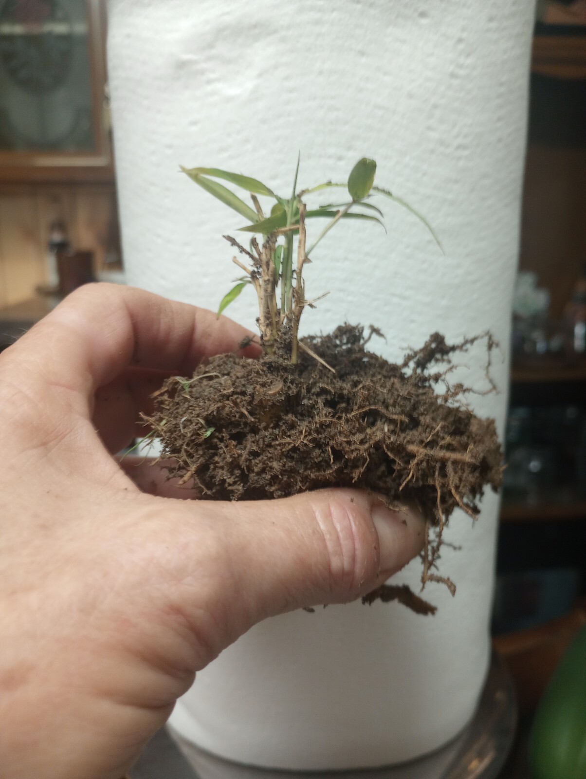 1 Bamboo Plant Live 3″ Vivax Starter Planting Now All Season Fast Tall Timber