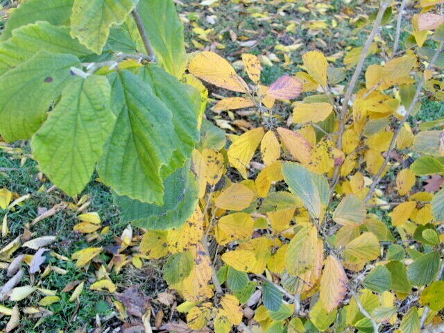 10 TSUKUBANA-KUREAI WITCH HAZEL SEEEDS – Hamamelis japonica ‘Tsukubana-kureai’