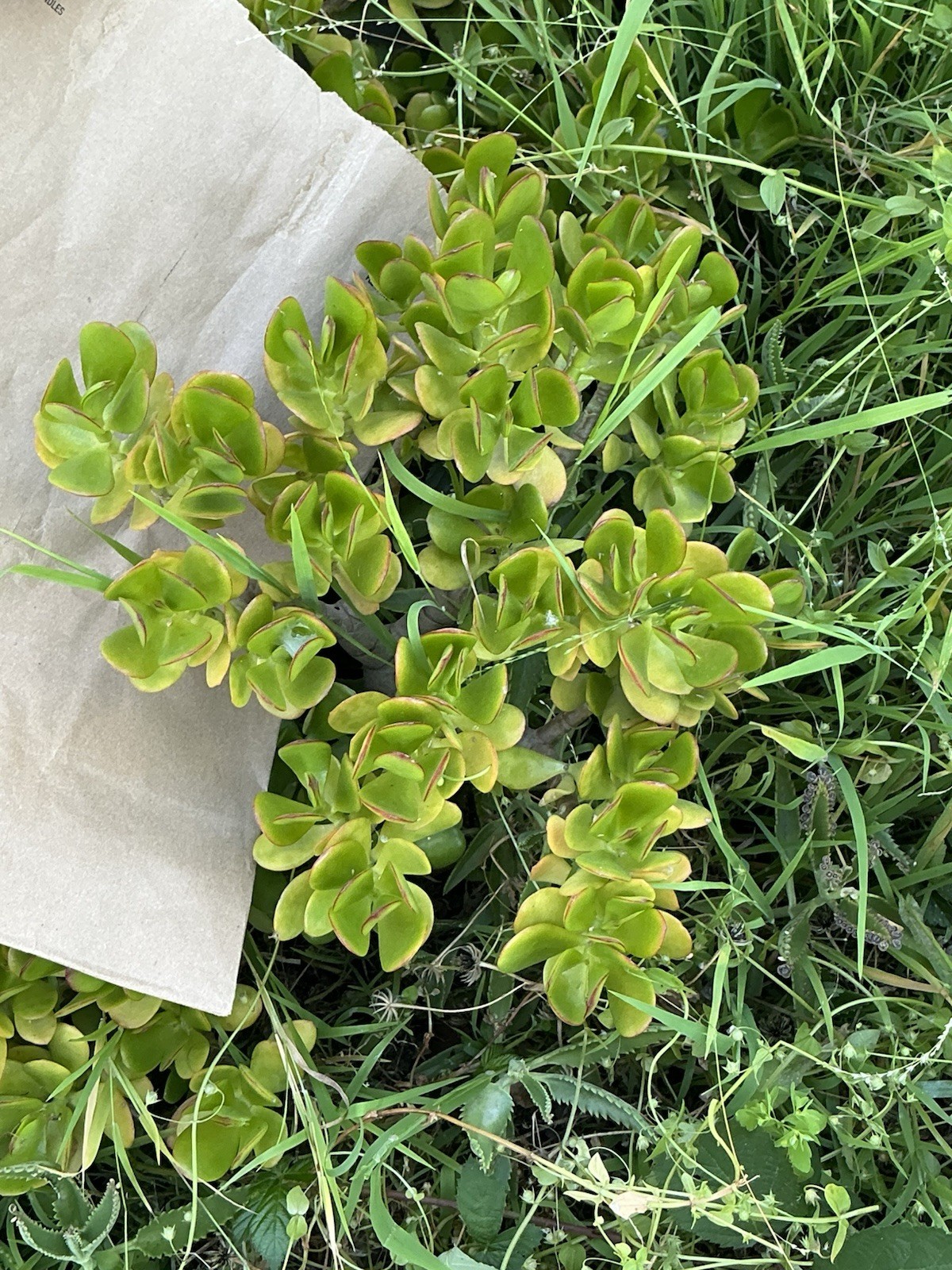 Healthy lush green Crassula Ovata Jade Plant cluster, Rooted 19” tall with roots